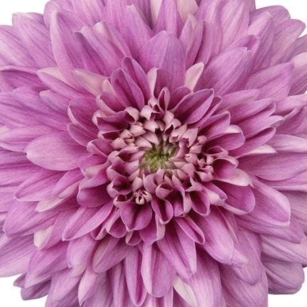 Mother's day Flowers