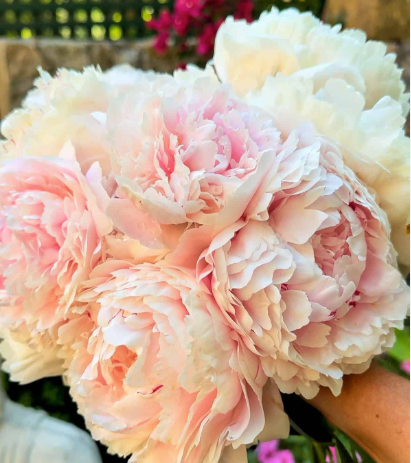 Mother's day Flowers