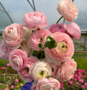 Mother's day Flowers